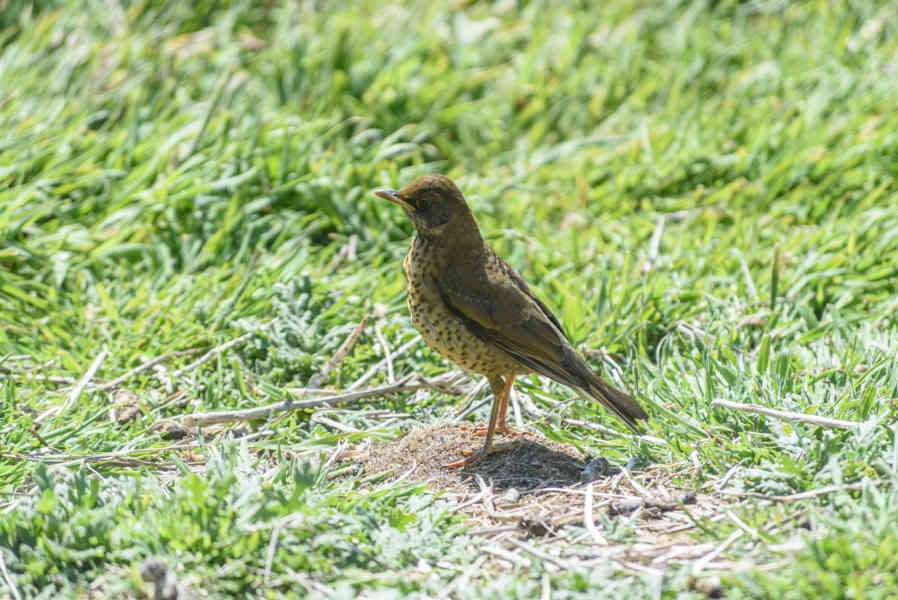 Pájaro Zorzal Patagónico - islas Falkland o Malvinas 02.jpg